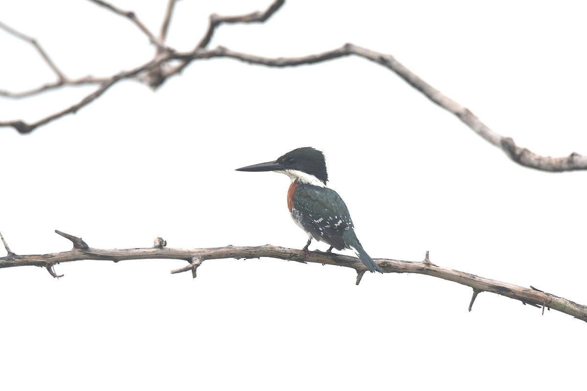 ミドリヤマセミ - ML645708959