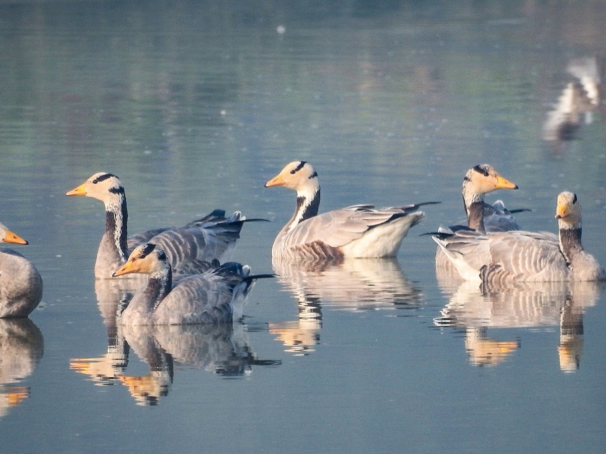 インドガン - ML645708960