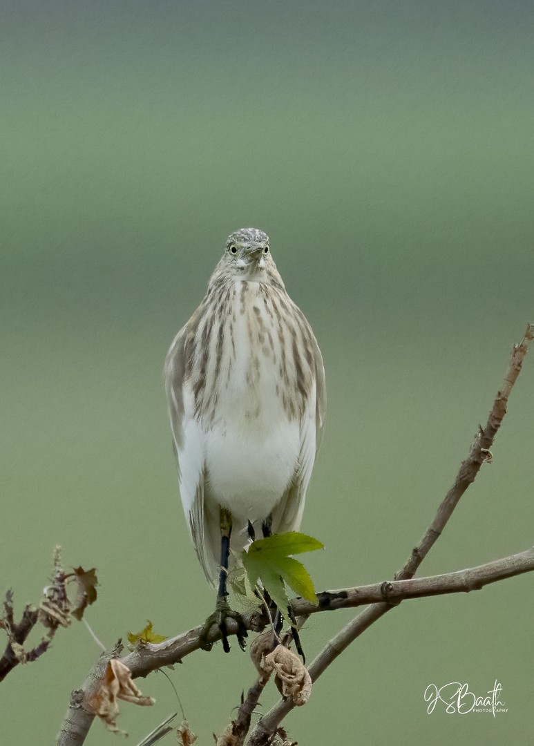 インドアカガシラサギ - ML645708961