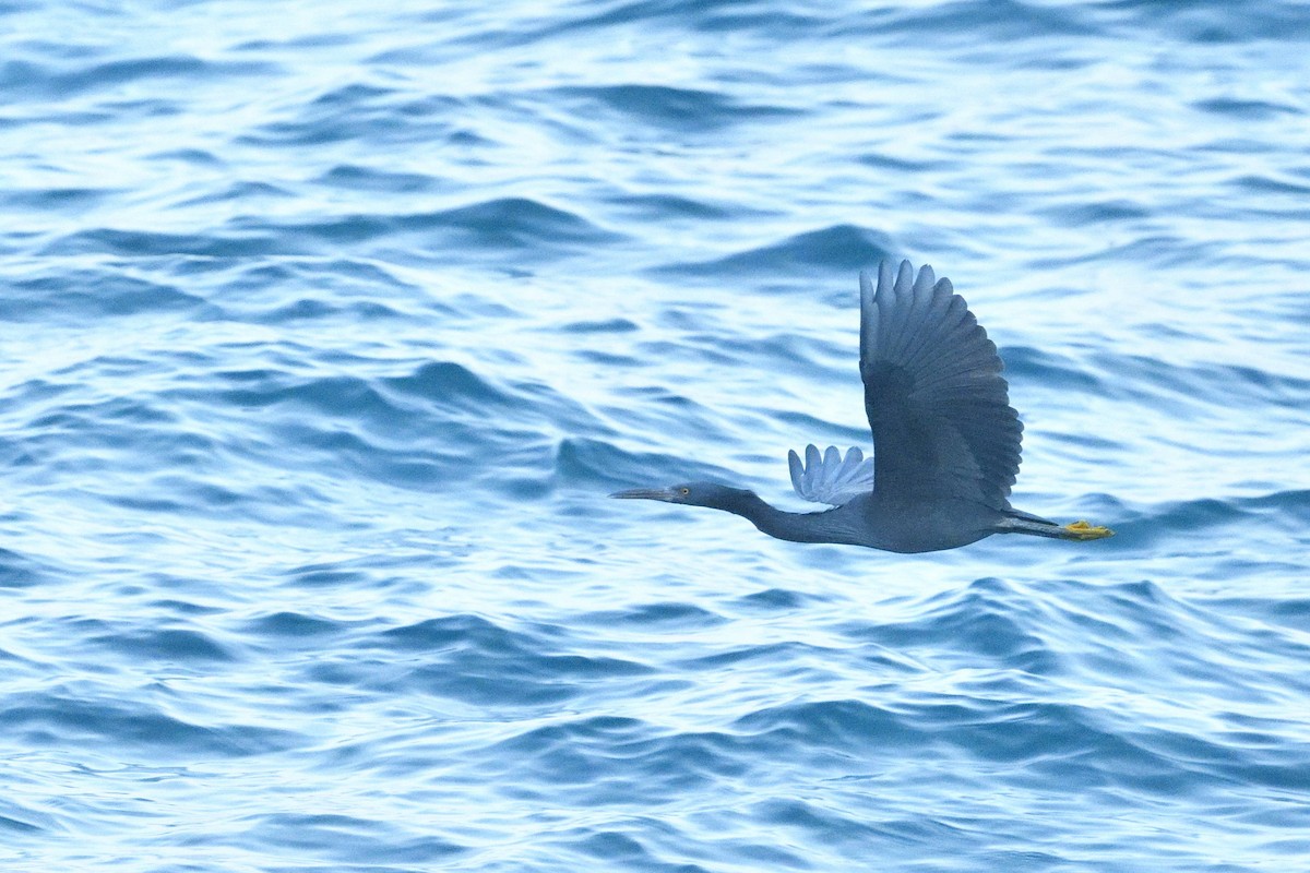 クロサギ - ML645708962