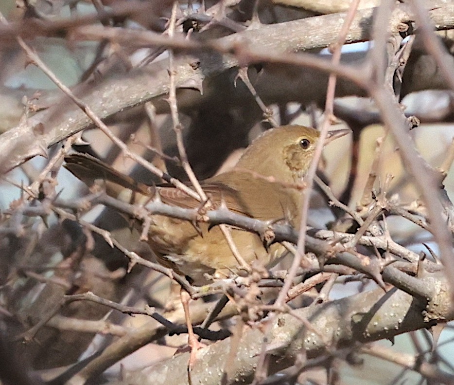 River Warbler - ML645708965