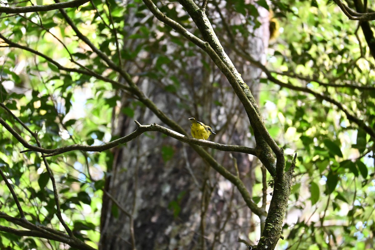 ボルネオモズヒタキ - ML645708966