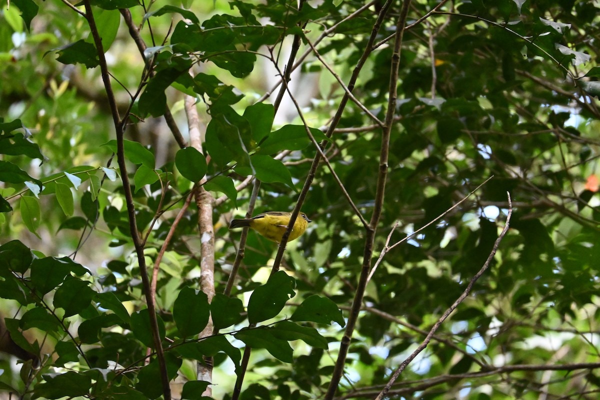 Bornean Whistler - ML645708967