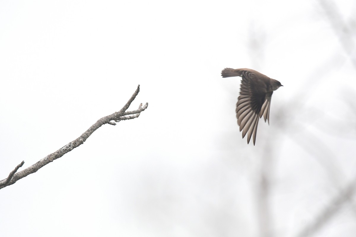 キタオビナシショウドウツバメ（serripennis グループ） - ML645708968