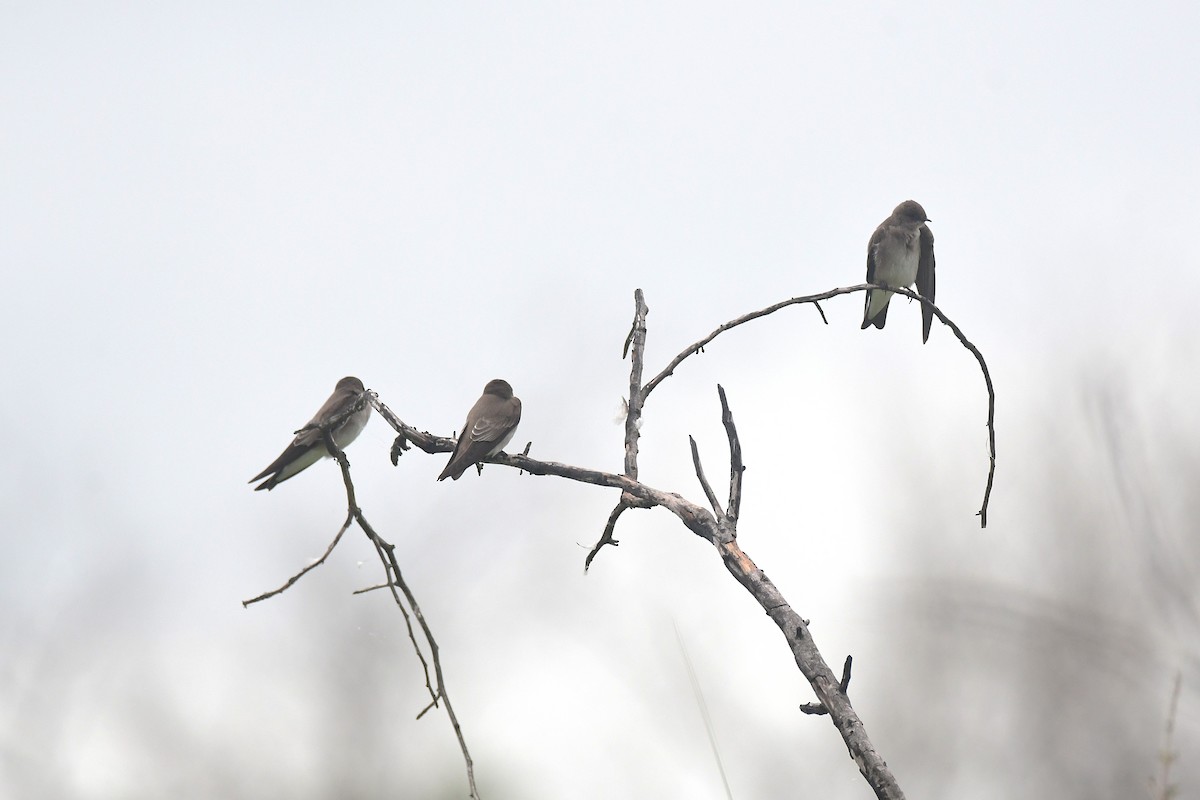 キタオビナシショウドウツバメ（serripennis グループ） - ML645708969