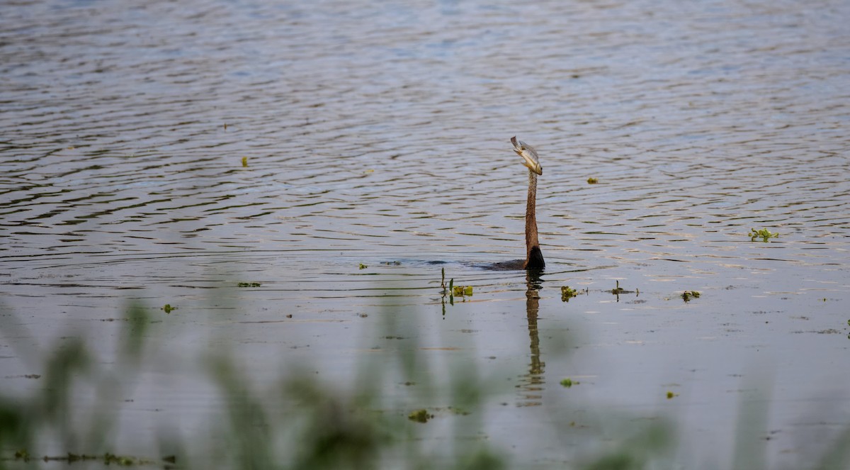 Oriental Darter - ML645708970