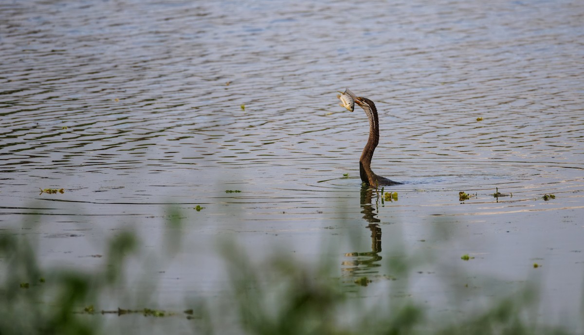 アジアヘビウ - ML645708971