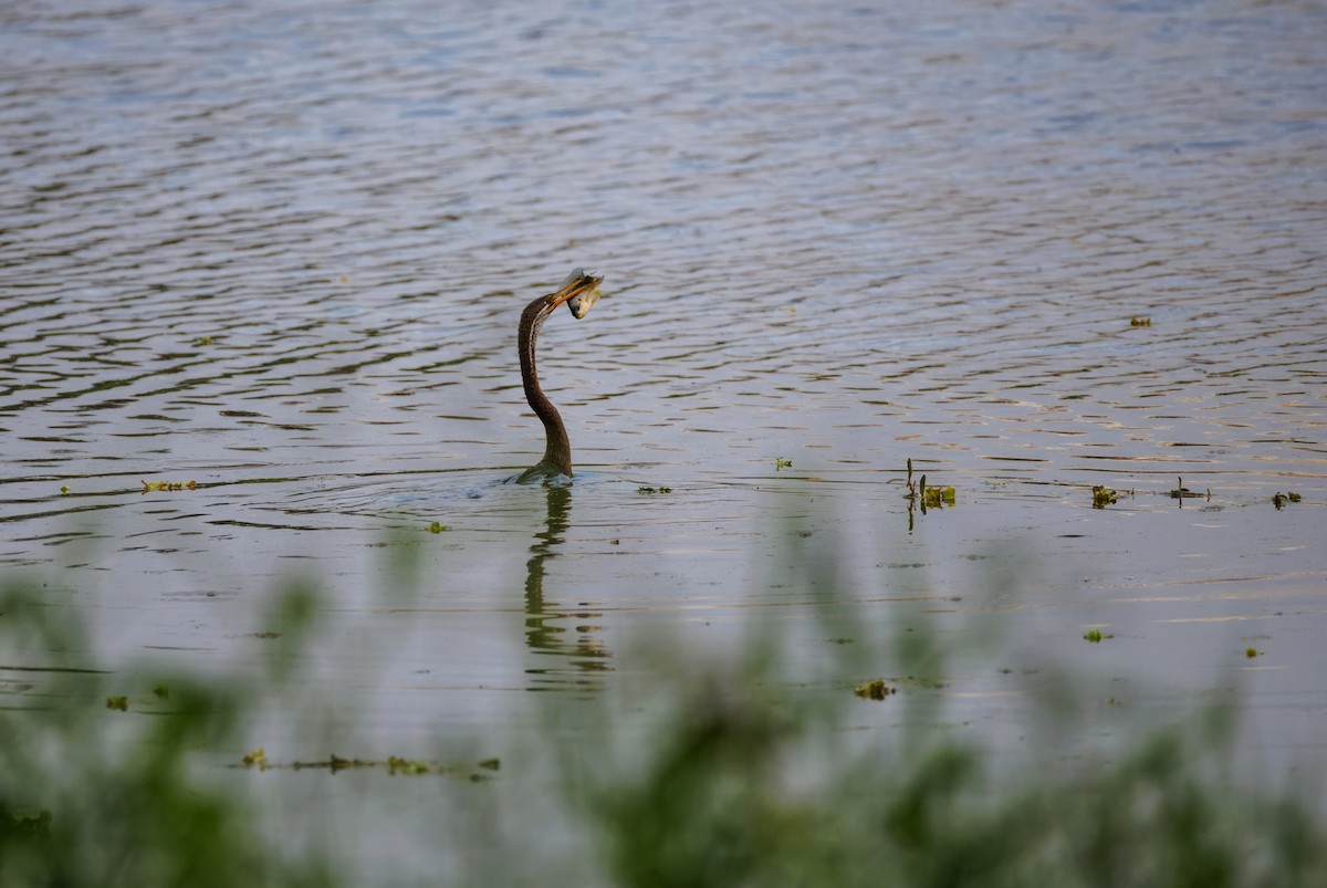 Oriental Darter - ML645708972