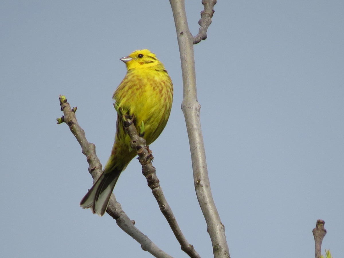 キアオジ - ML645708973