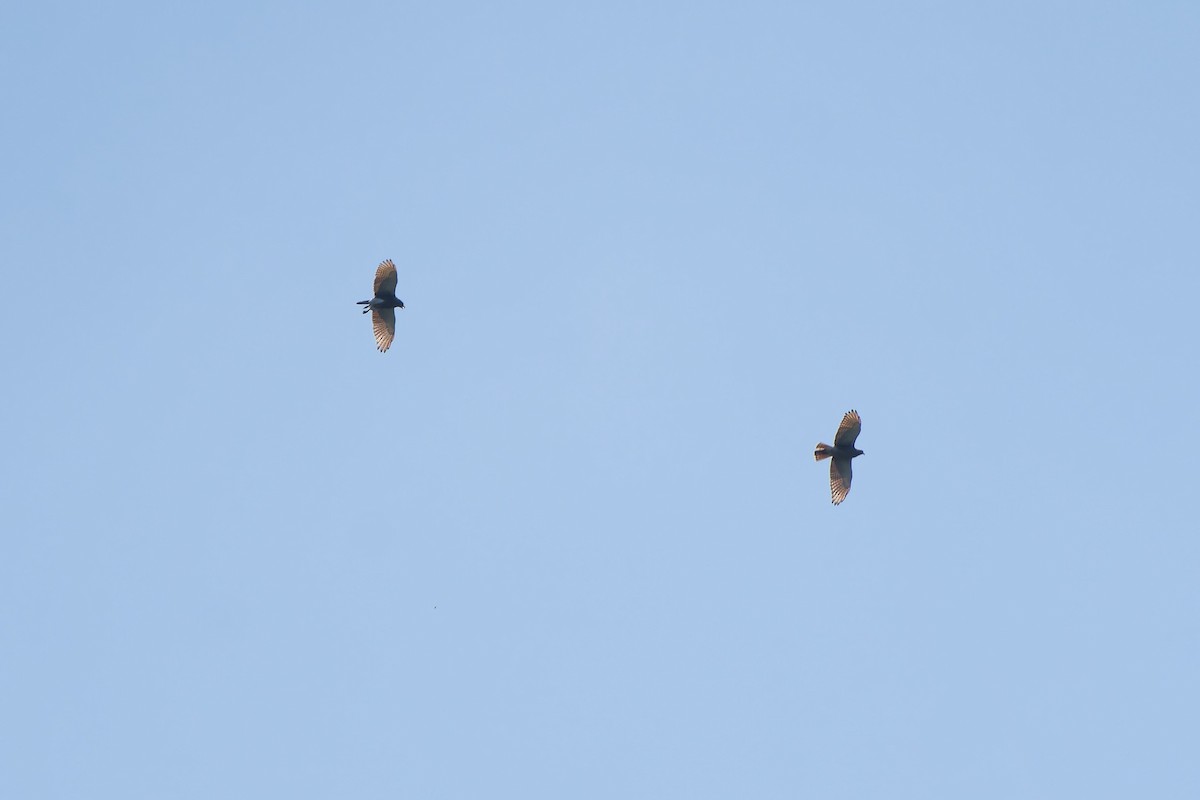 チャバネサシバ - ML645708986