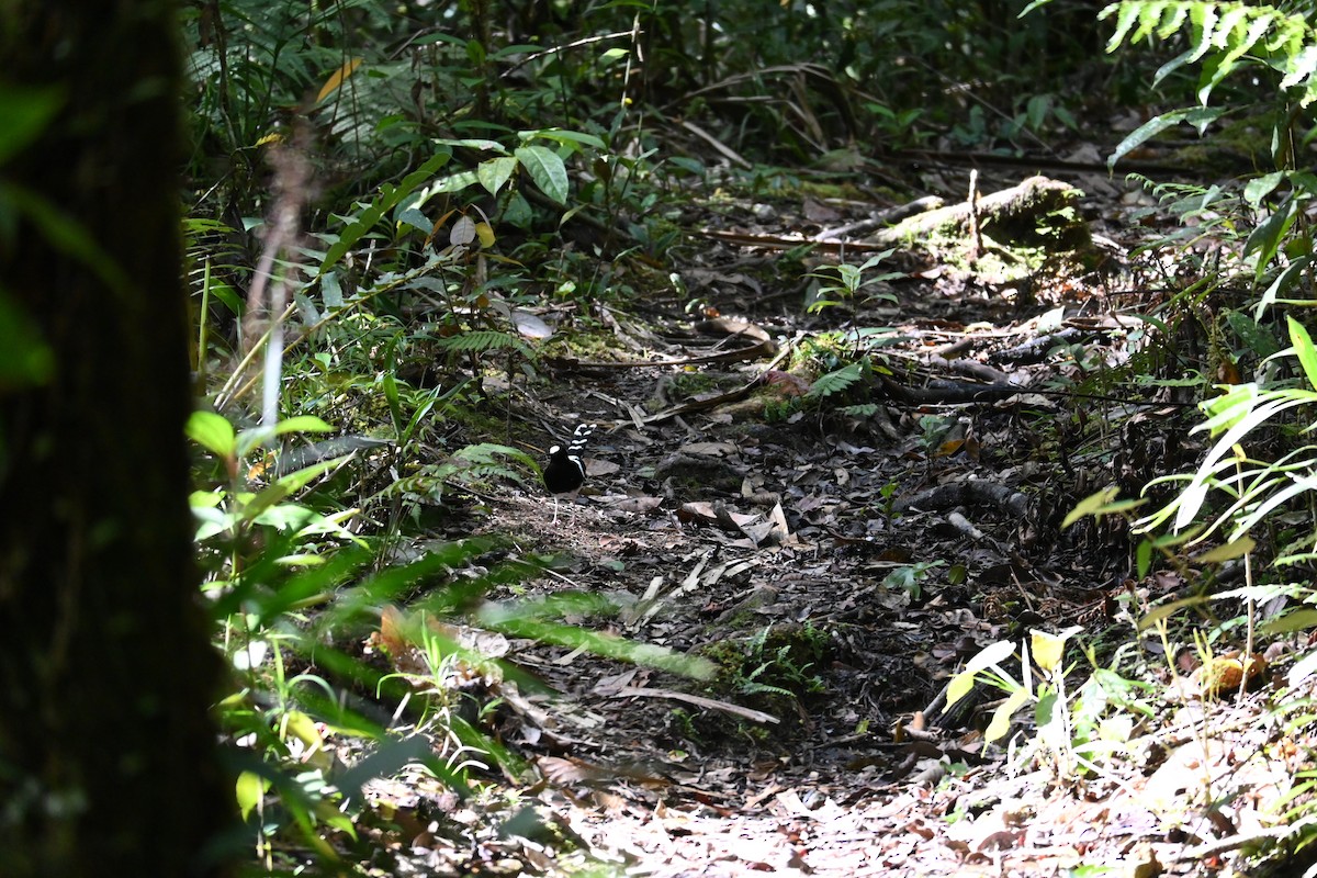 White-crowned/Bornean Forktail - ML645708988