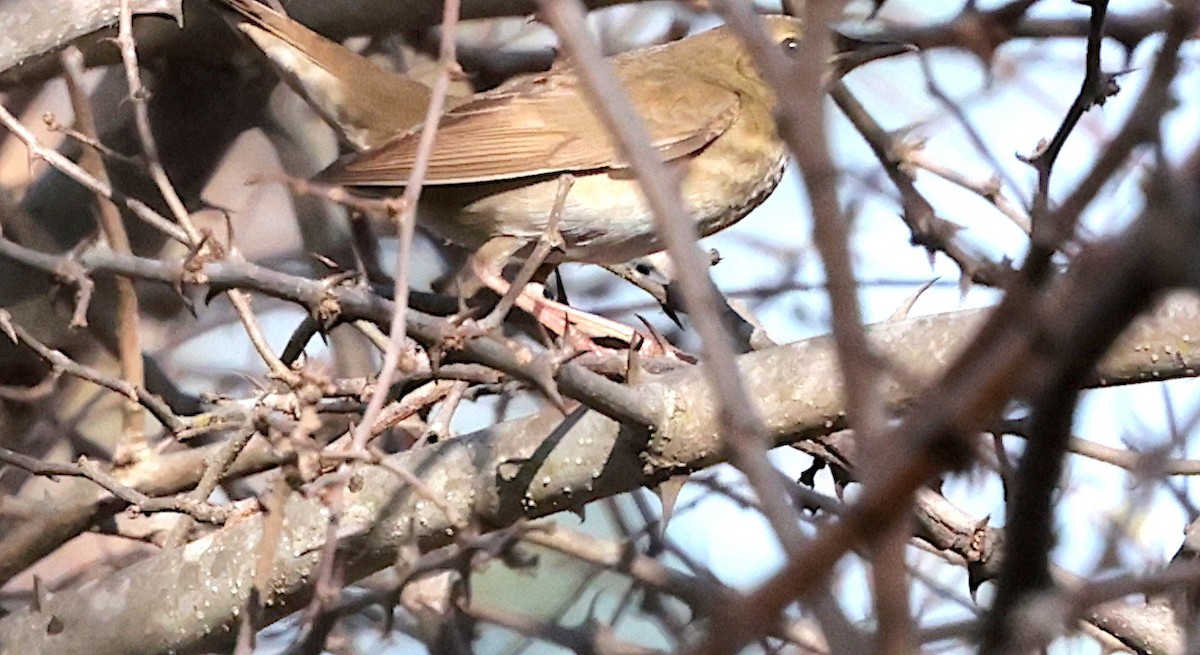 River Warbler - ML645708989