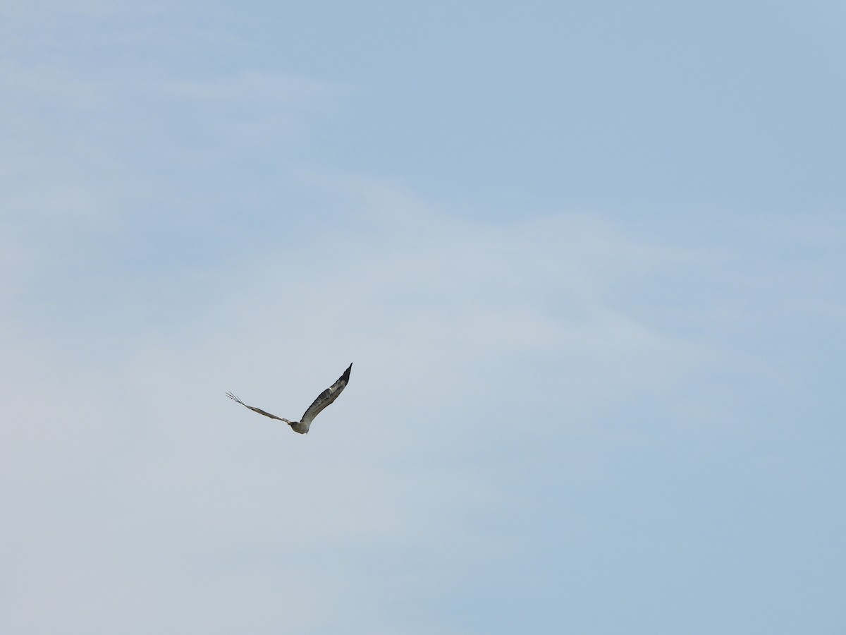 White-bellied Sea-Eagle - ML645708991