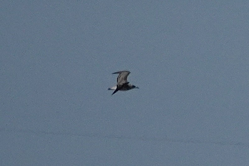 Lesser Black-backed Gull - ML645708995