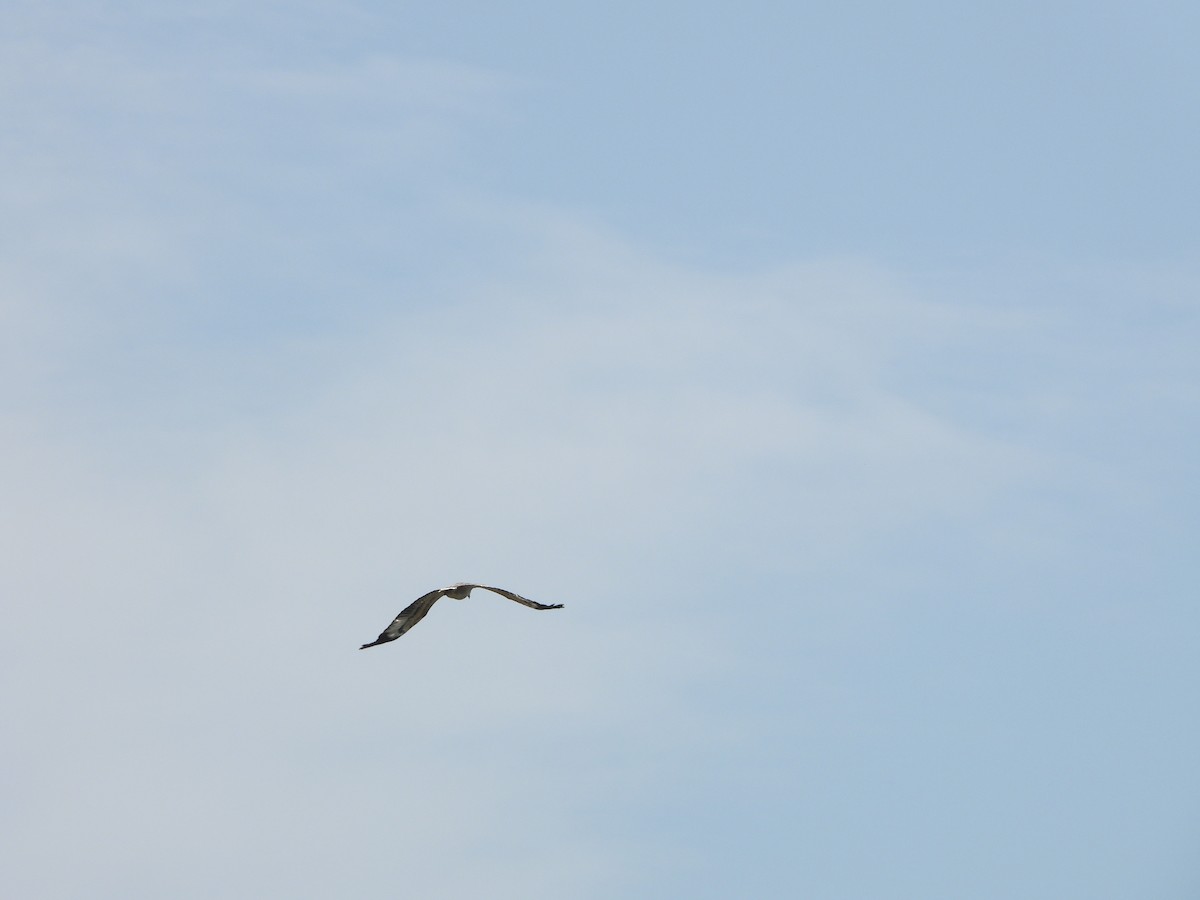 White-bellied Sea-Eagle - ML645708996