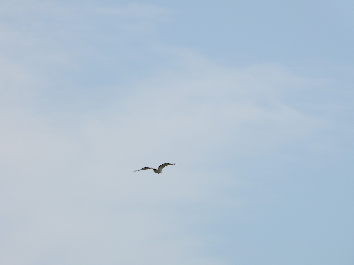 hvitbukhavørn - ML645708997