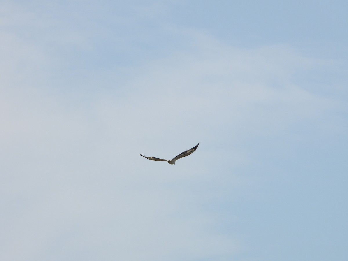 hvitbukhavørn - ML645708998