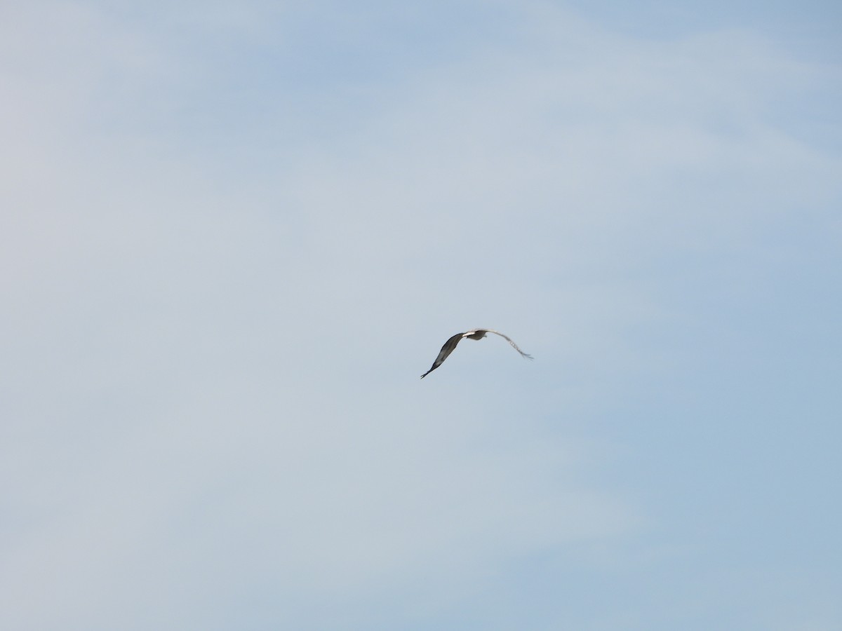 hvitbukhavørn - ML645709000