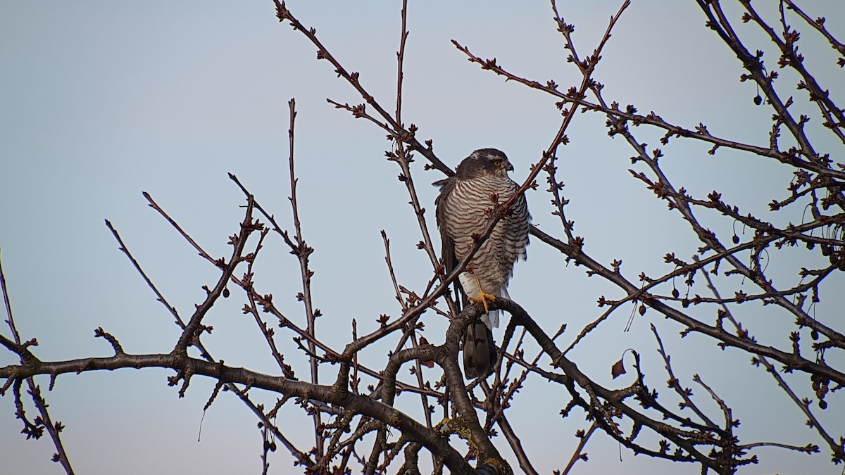 krahujec obecný - ML645709003