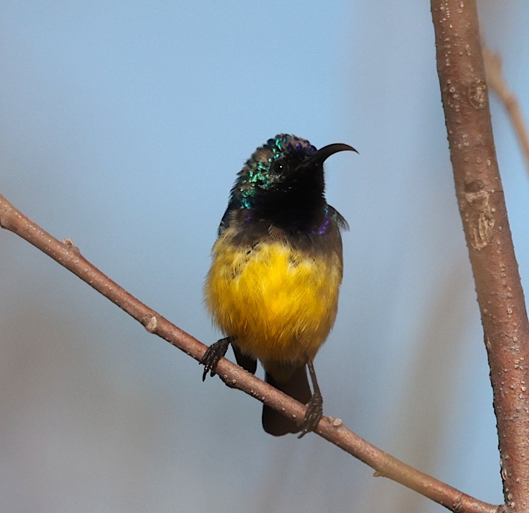 Variable Sunbird (Yellow-bellied) - ML645709007