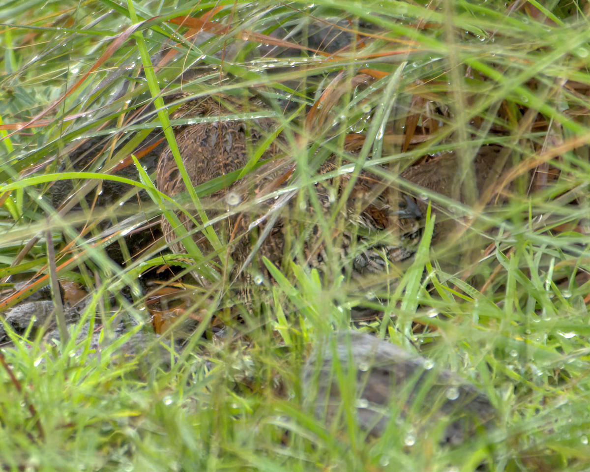 イワヤブウズラ - ML645709008