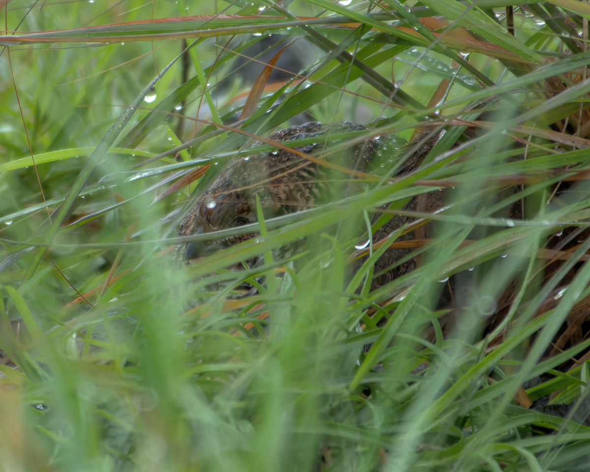 イワヤブウズラ - ML645709009