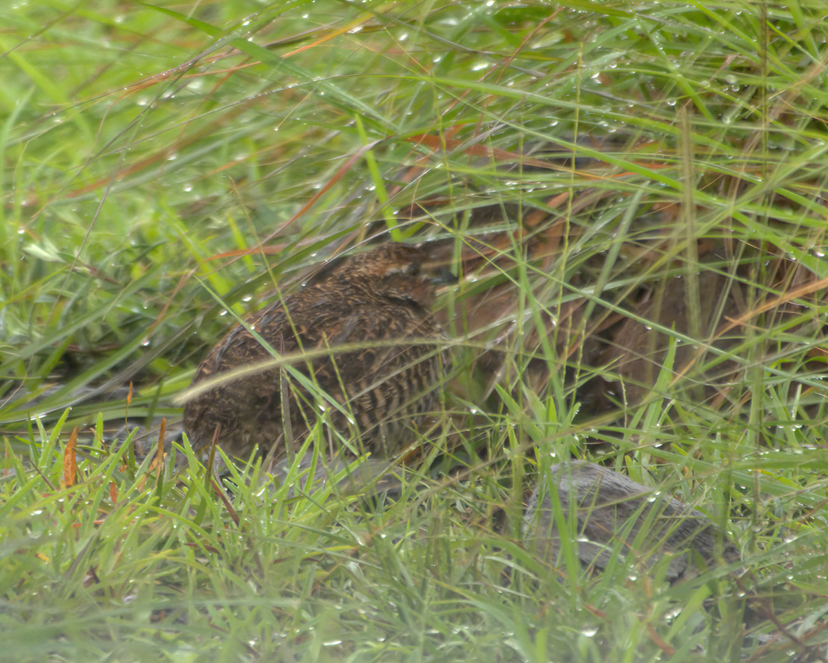 イワヤブウズラ - ML645709010