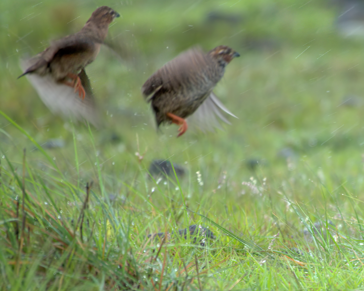 イワヤブウズラ - ML645709011