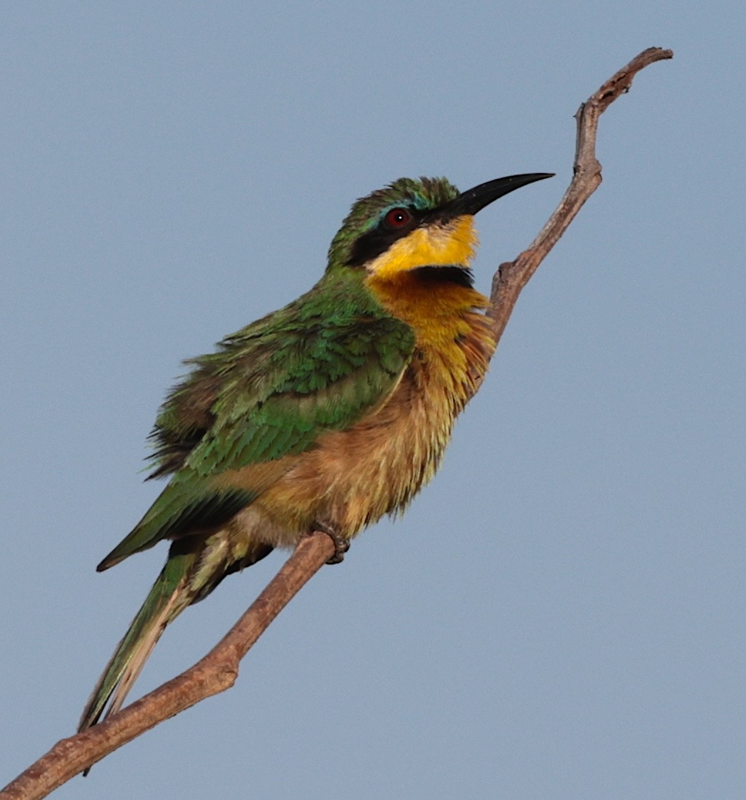 Little Bee-eater - ML645709020