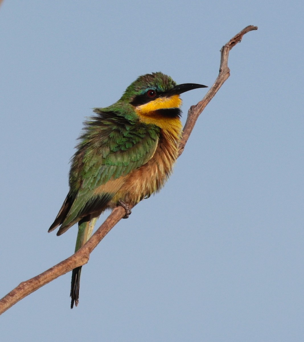 Little Bee-eater - ML645709021