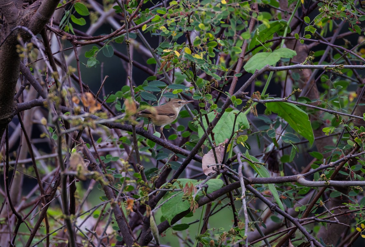 Lezkari zalapartaria - ML645709028