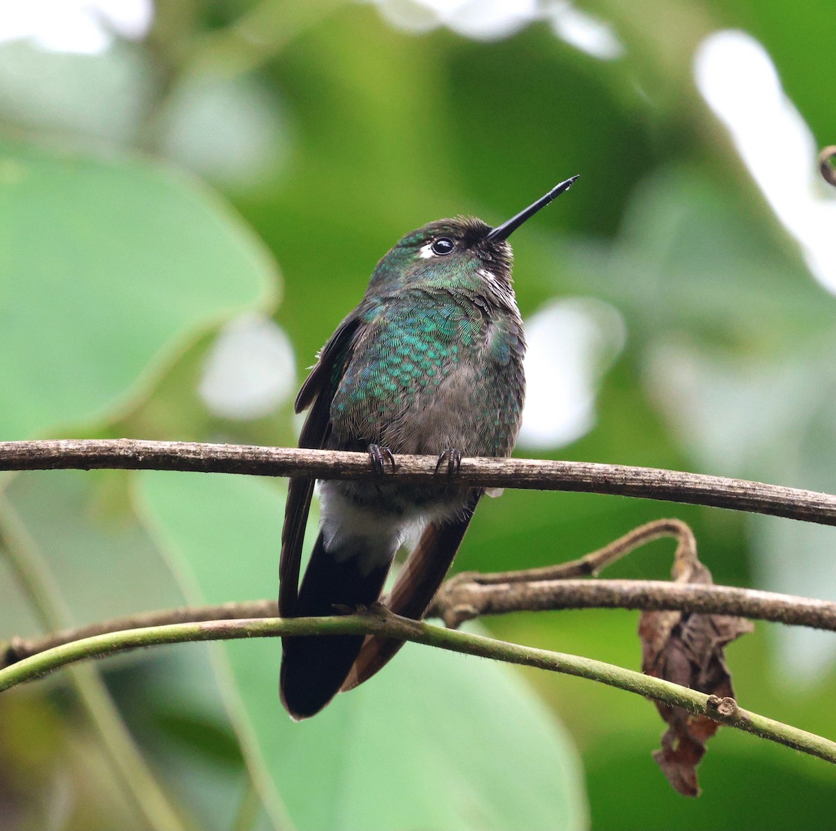 Tourmaline Sunangel - ML645709032