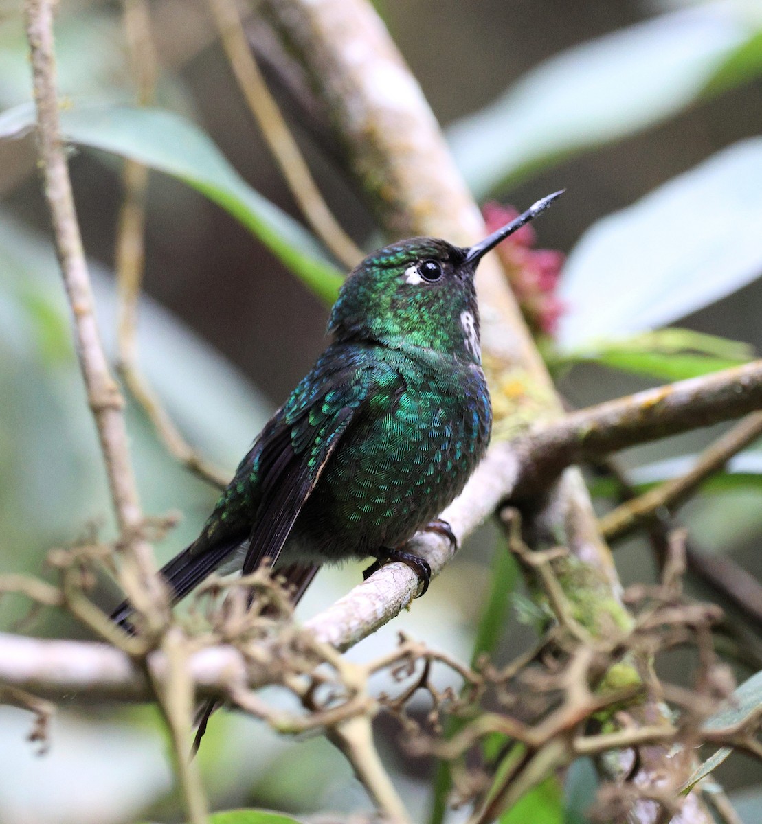 Tourmaline Sunangel - ML645709033