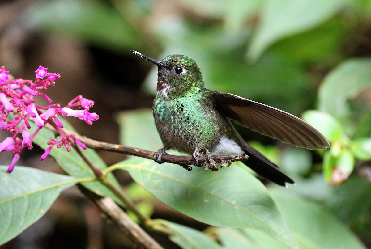 Tourmaline Sunangel - ML645709034