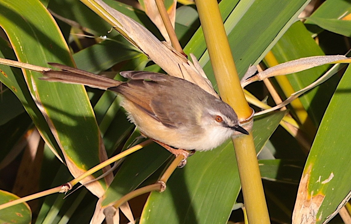 Tawny-flanked Prinia - ML645709035