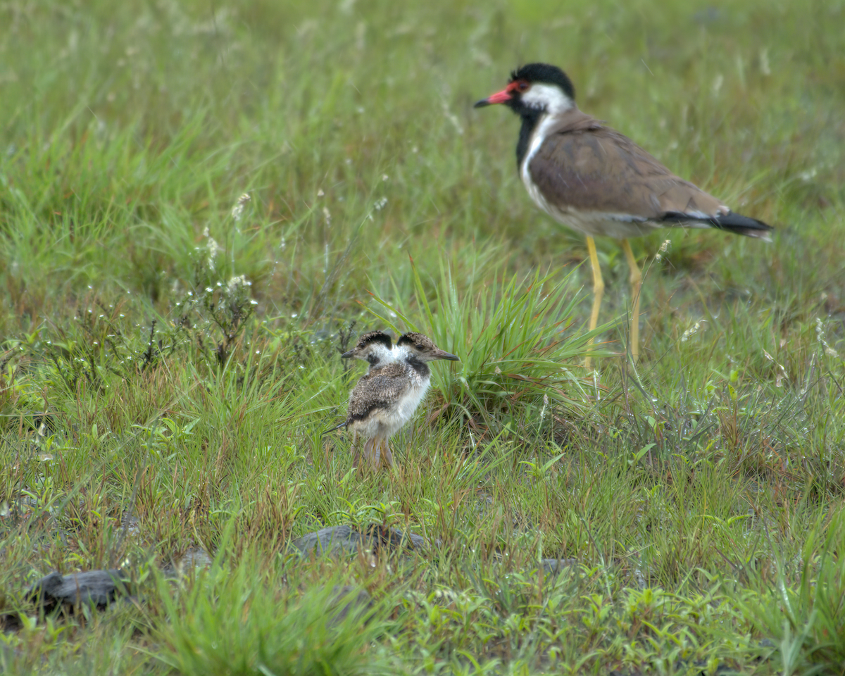 brillevipe - ML645709041