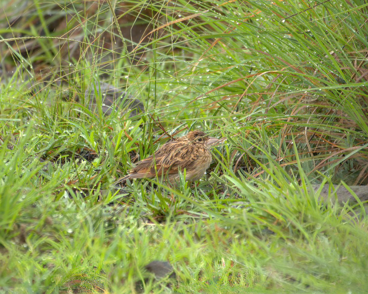 busklerke - ML645709046