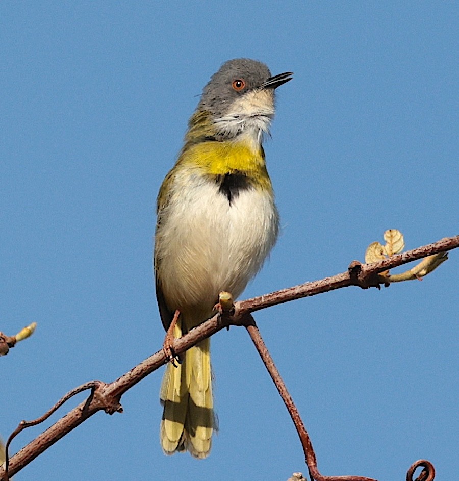 Yellow-breasted Apalis (Yellow-breasted) - ML645709047
