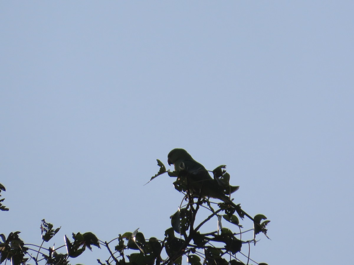 halsbåndparakitt - ML645709050