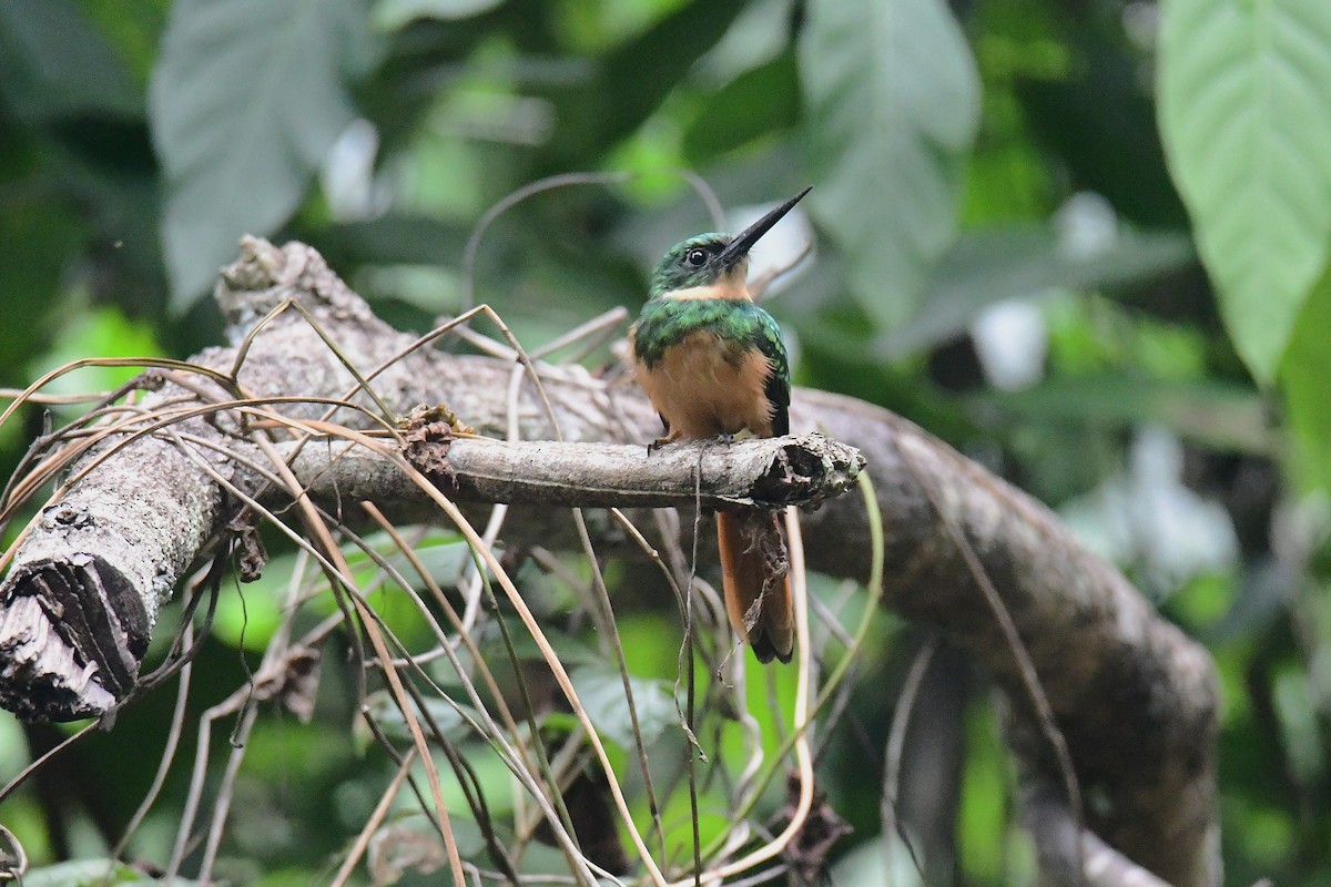 ruststjertjakamar - ML645709051