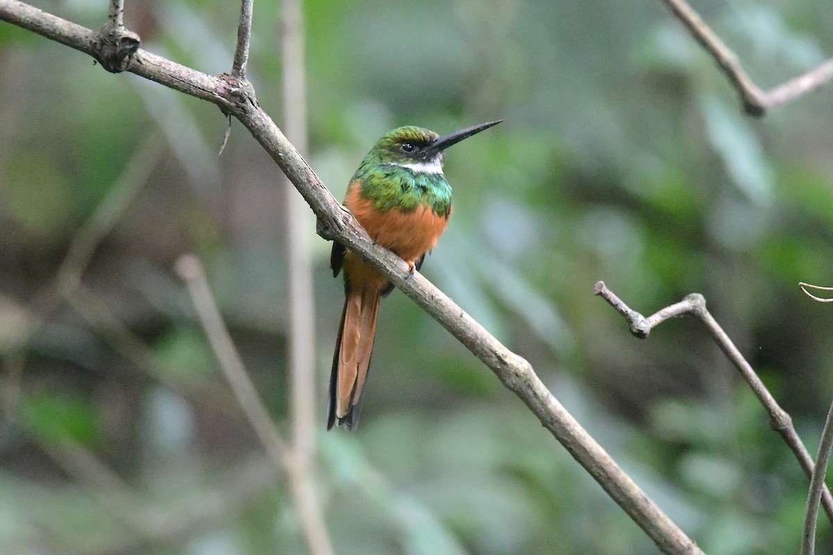 ruststjertjakamar - ML645709052