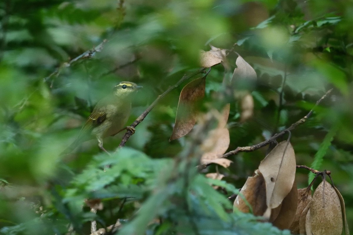 lappsanger - ML645709055