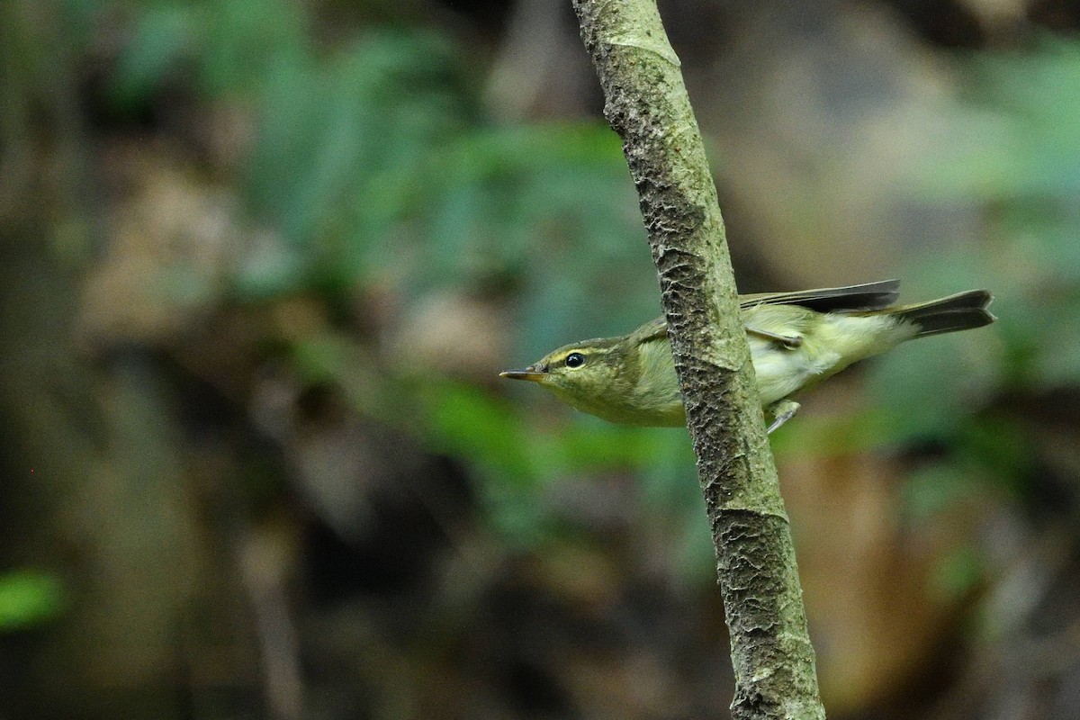 lappsanger - ML645709056