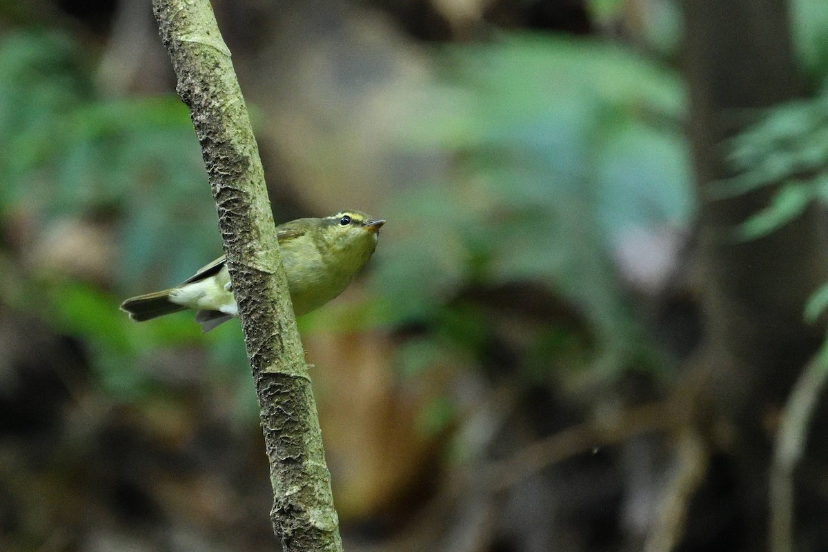 lappsanger - ML645709057