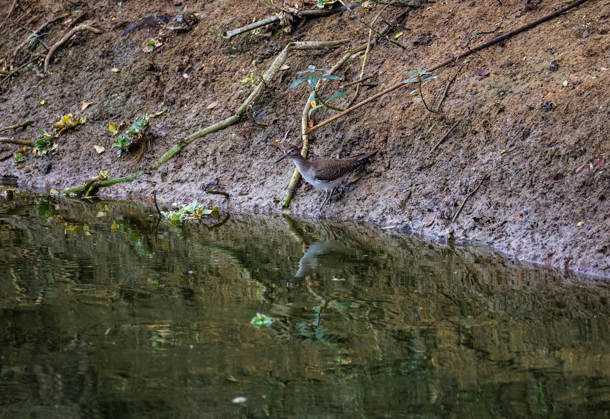 grønnstilk - ML645709060