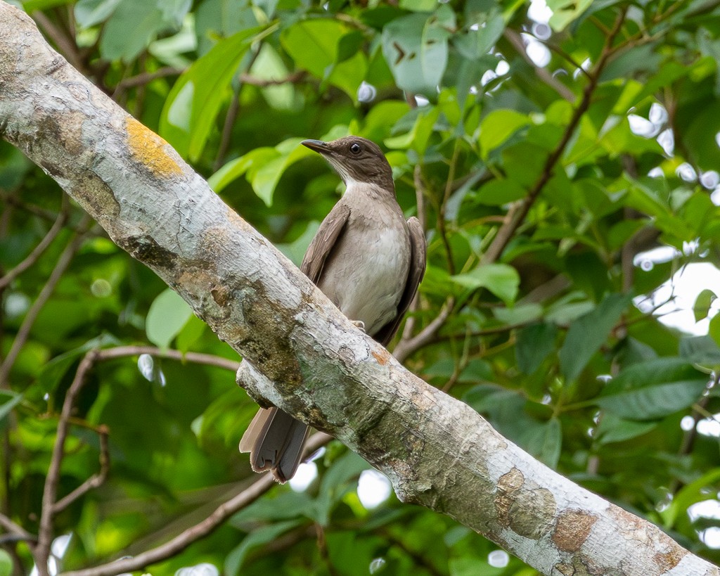 svartnebbtrost - ML645709061