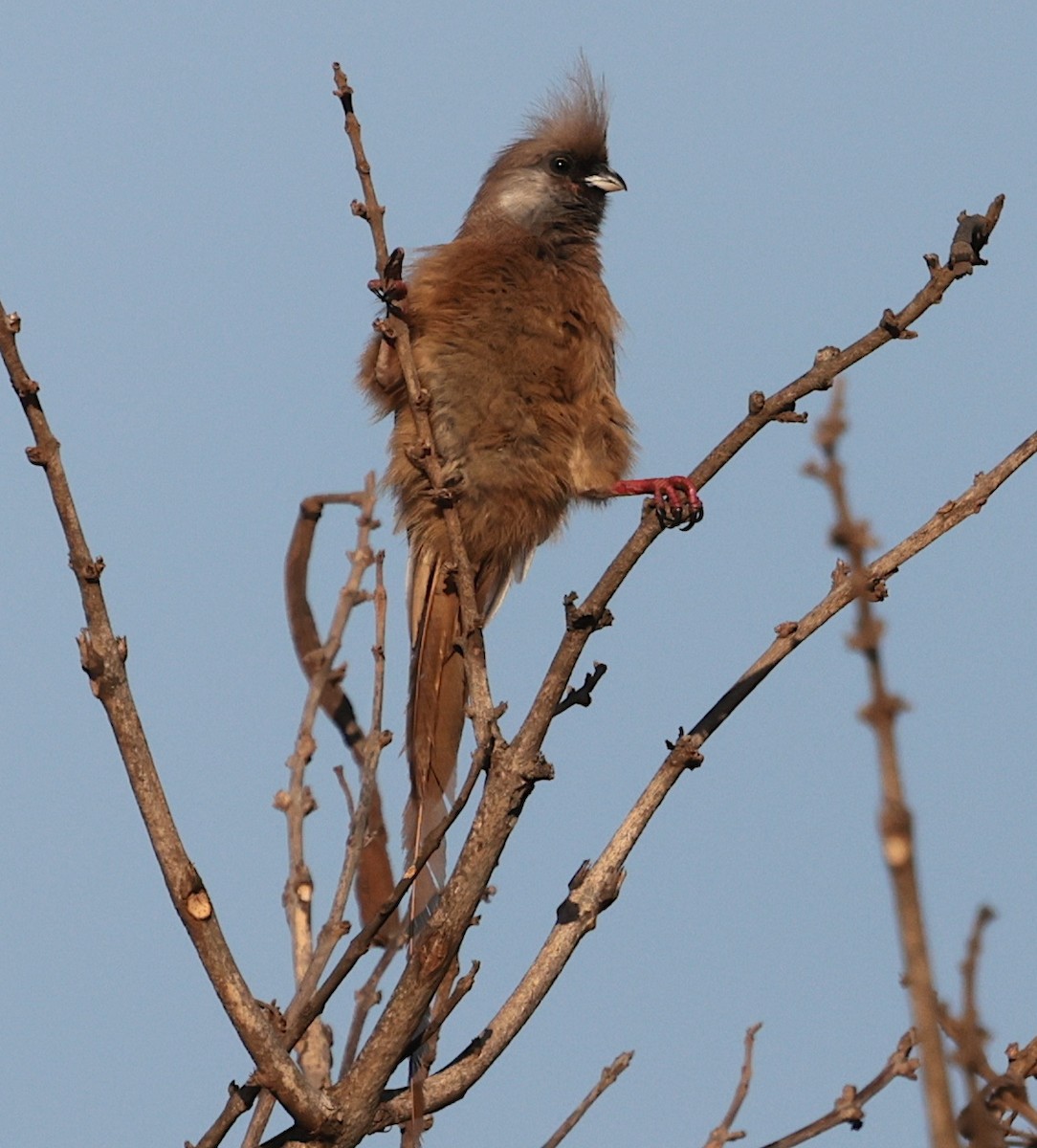 brunmusfugl - ML645709062