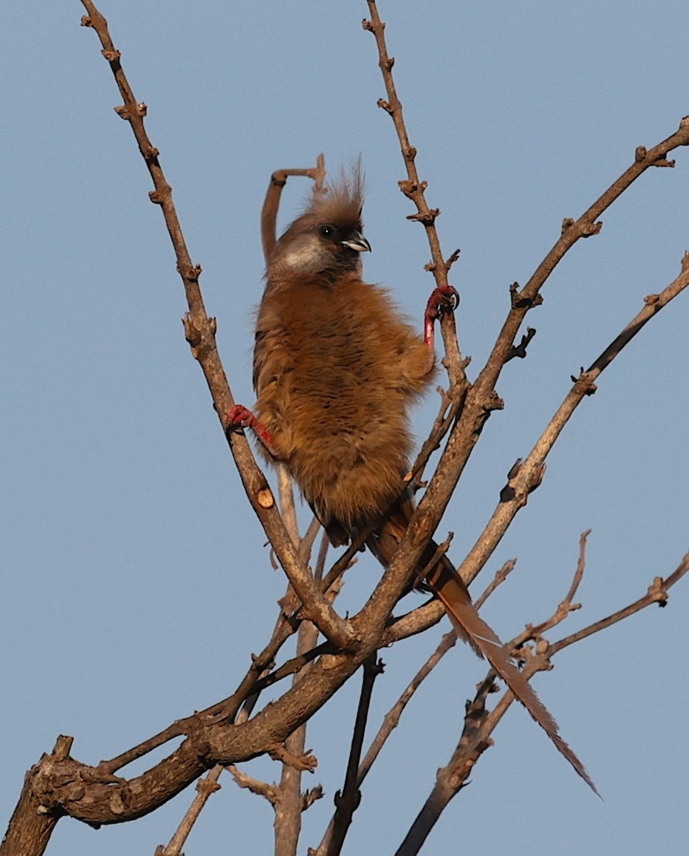 brunmusfugl - ML645709063