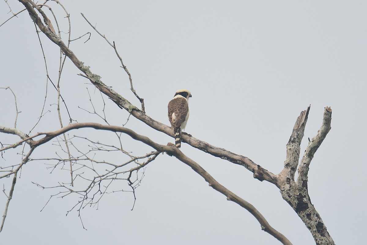 latterfalk - ML645709065