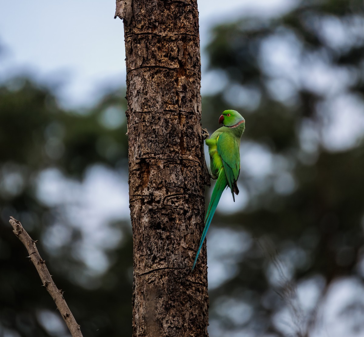 halsbåndparakitt - ML645709066